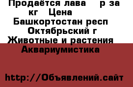 Продаётся лава 150р за кг › Цена ­ 150 - Башкортостан респ., Октябрьский г. Животные и растения » Аквариумистика   